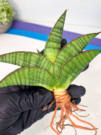Sansevieria Srikandi (Ha1) (1) | Imported Sansevieria