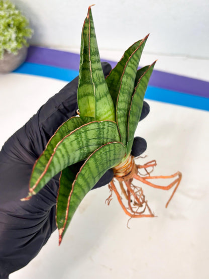 Sansevieria Srikandi (Ha1) (1) | Imported Sansevieria