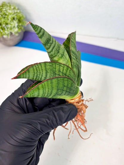 Sansevieria Srikandi (Ha1) (1) | Imported Sansevieria