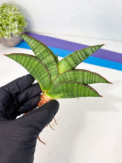 Sansevieria Srikandi (Ha1) (1) | Imported Sansevieria