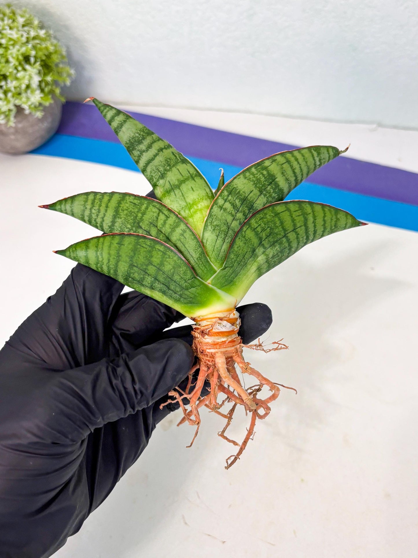Sansevieria Srikandi (Ha1) (1) | Imported Sansevieria
