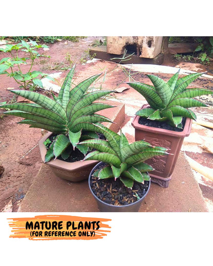 Sansevieria Srikandi (Su2) (2) | Imported Sansevieria