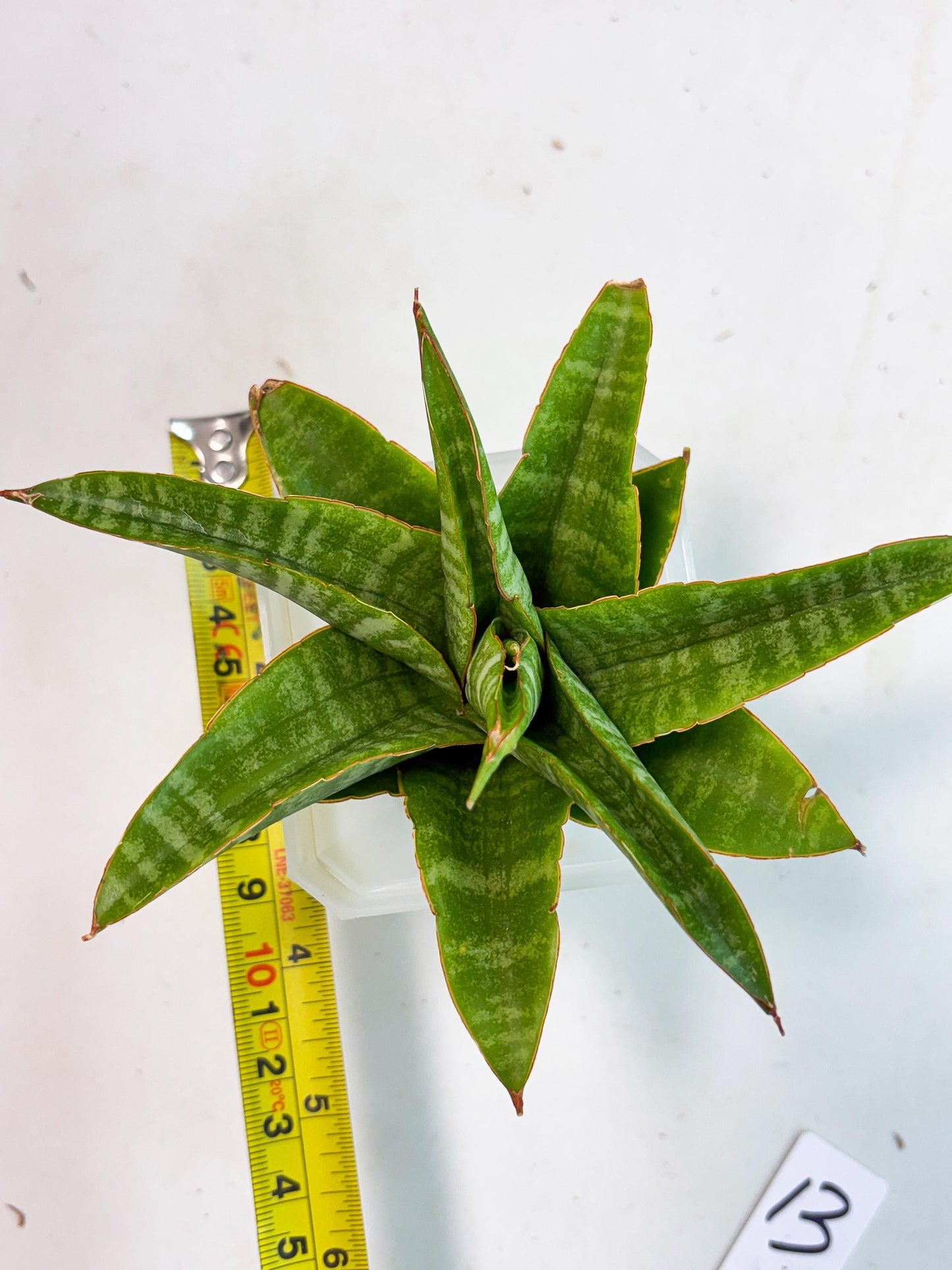 sansevieria godzilla (ha6) (13) | Rare Collection