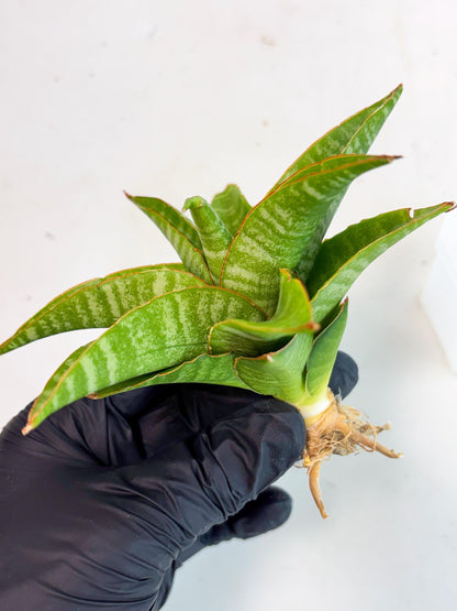 sansevieria godzilla (ha6) (13) | Rare Collection