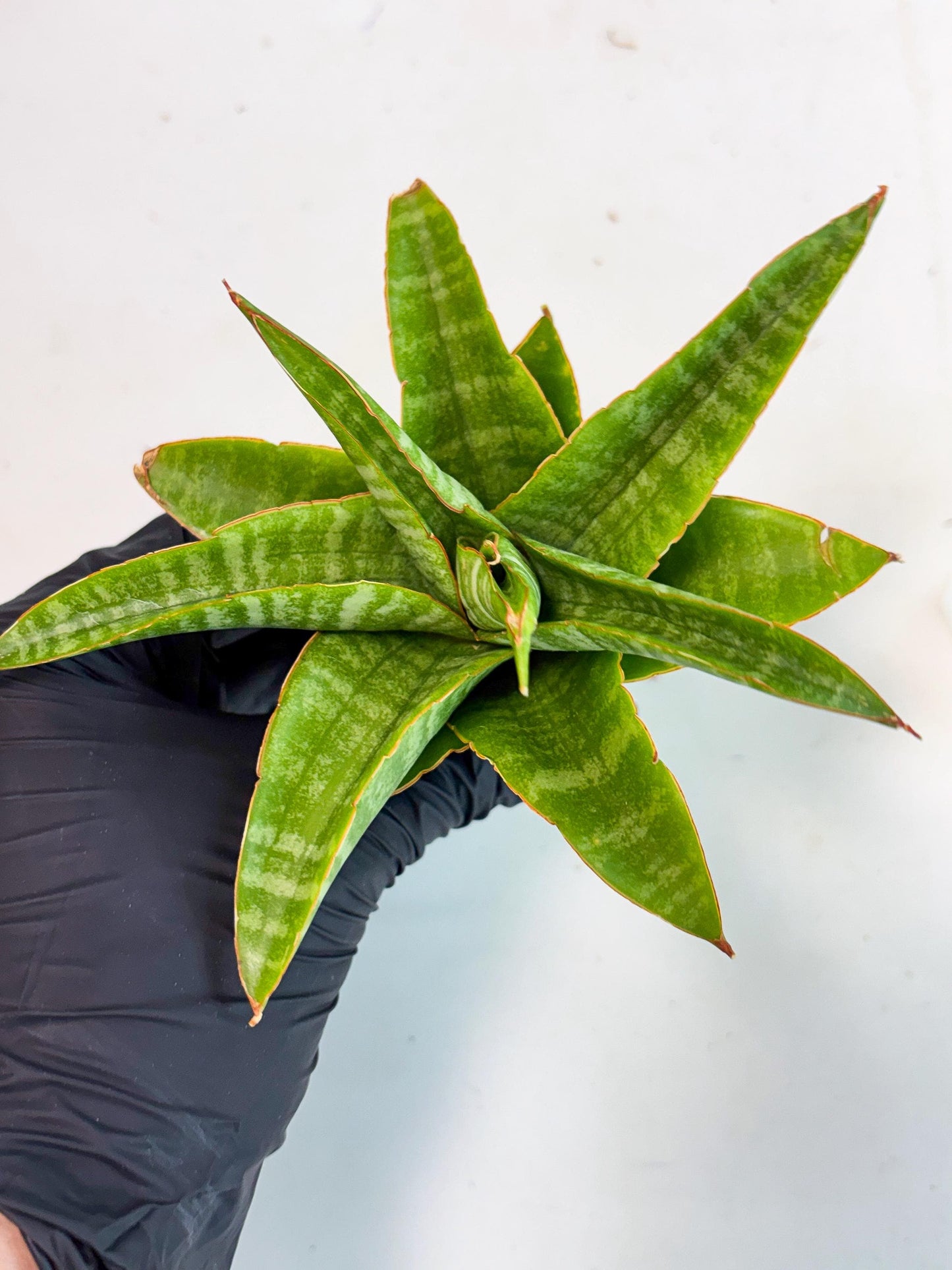 sansevieria godzilla (ha6) (13) | Rare Collection
