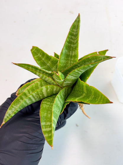 sansevieria godzilla (ha6) (13) | Rare Collection
