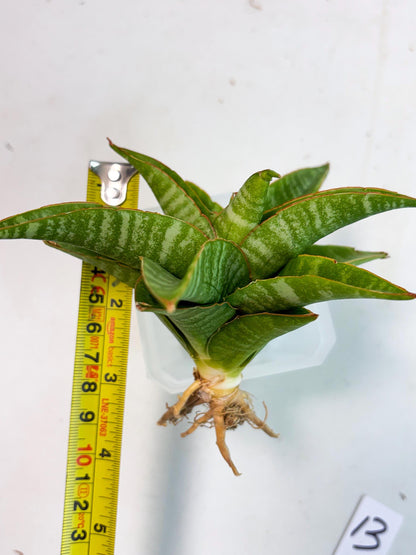 sansevieria godzilla (ha6) (13) | Rare Collection