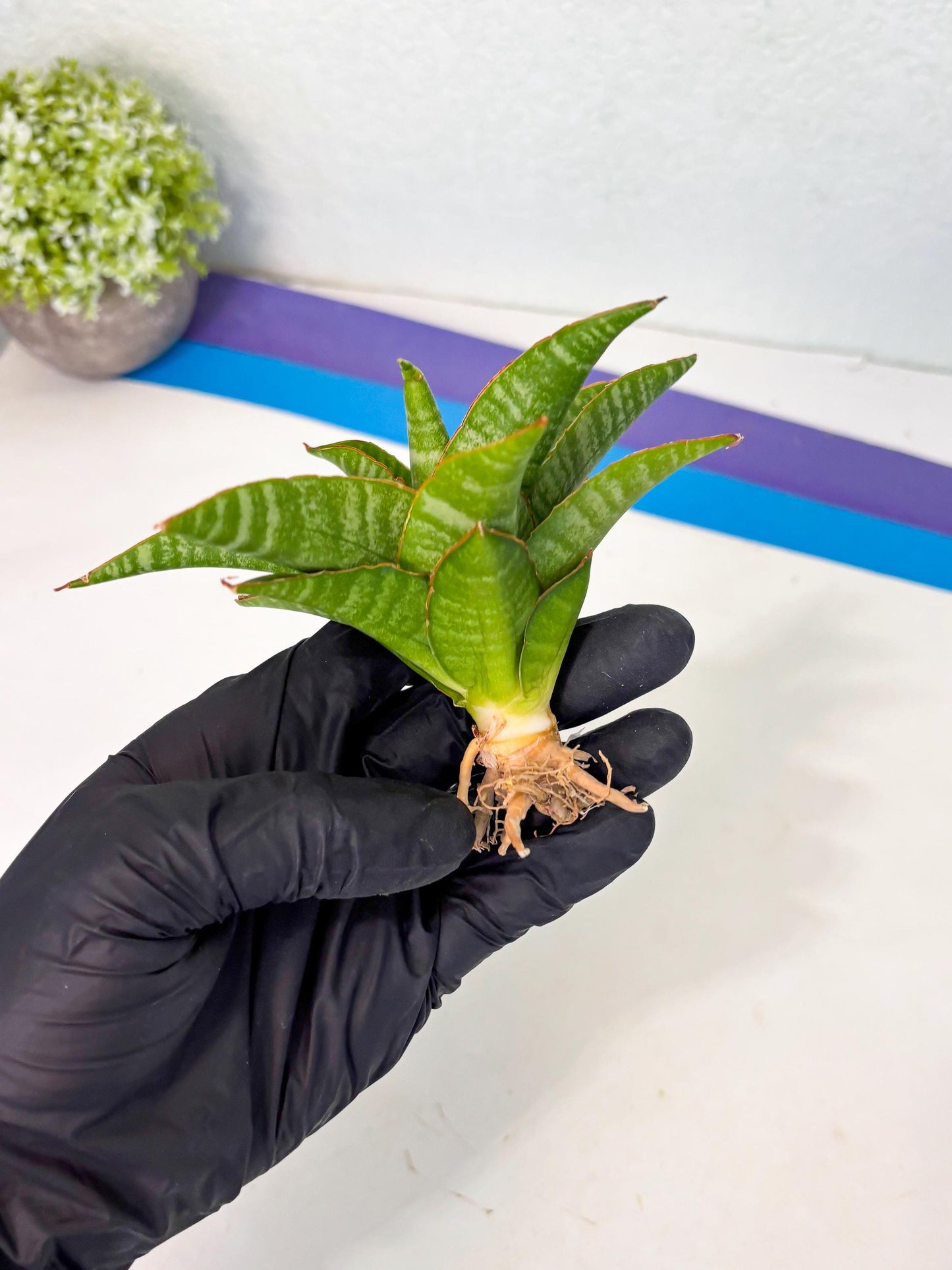 sansevieria godzilla (ha6) (13) | Rare Collection