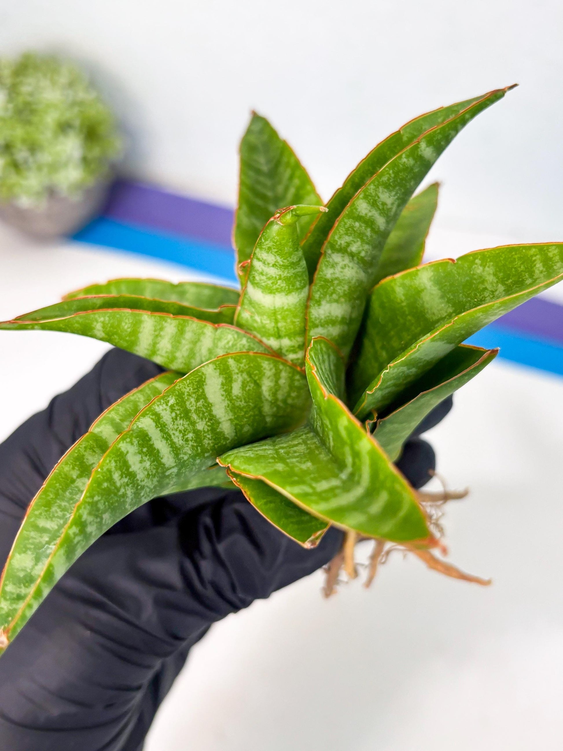 sansevieria godzilla (ha6) (13) | Rare Collection