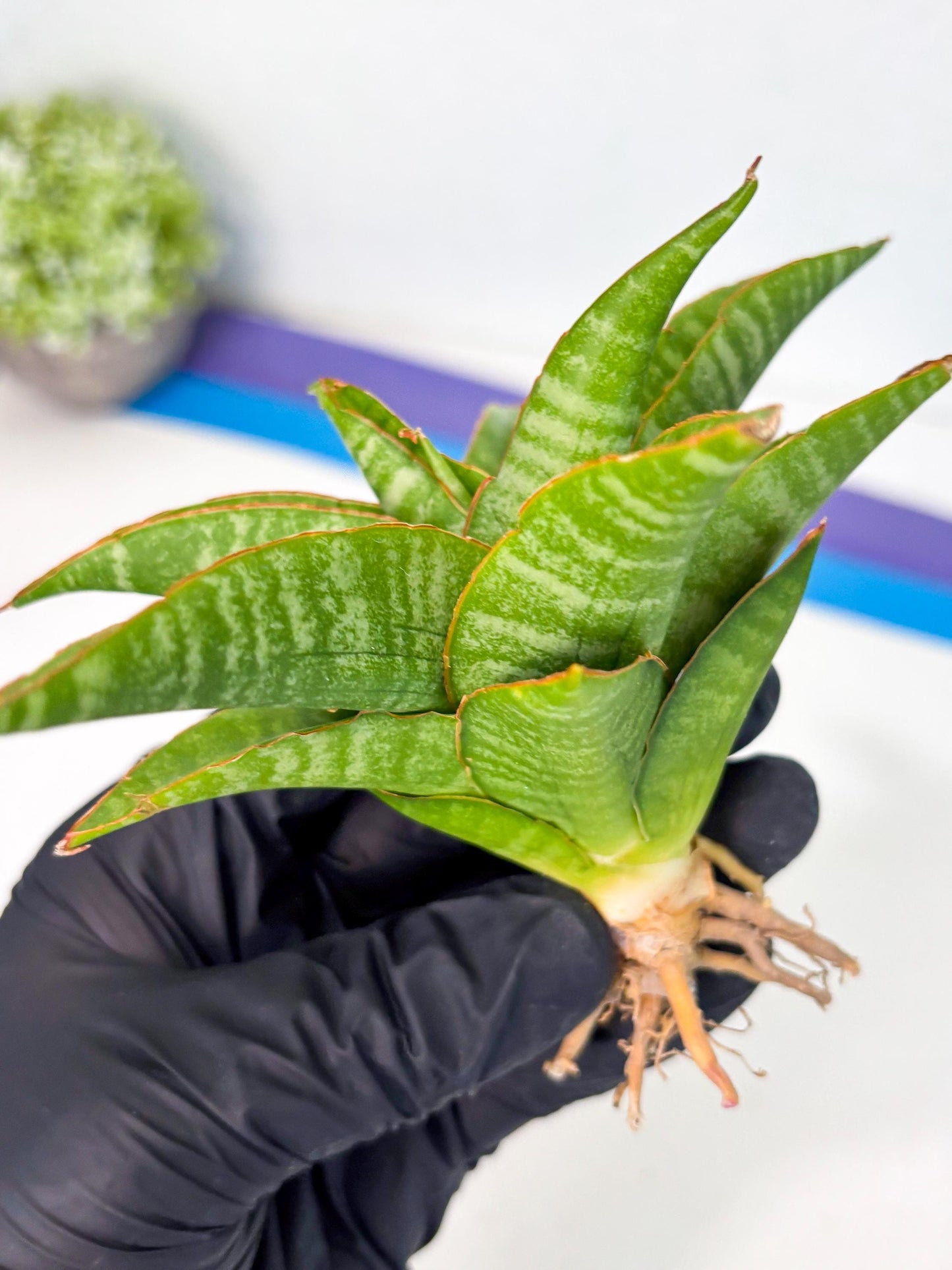 sansevieria godzilla (ha6) (13) | Rare Collection