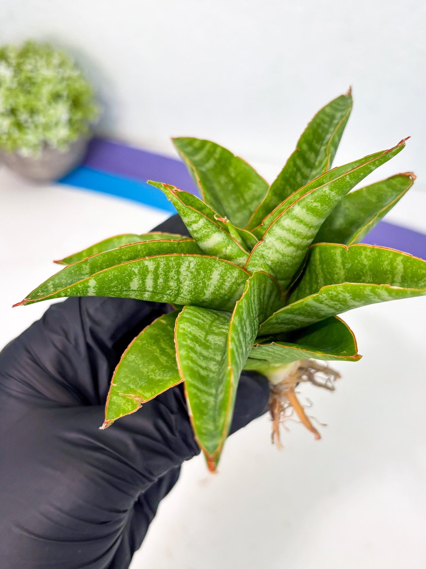 sansevieria godzilla (ha6) (13) | Rare Collection