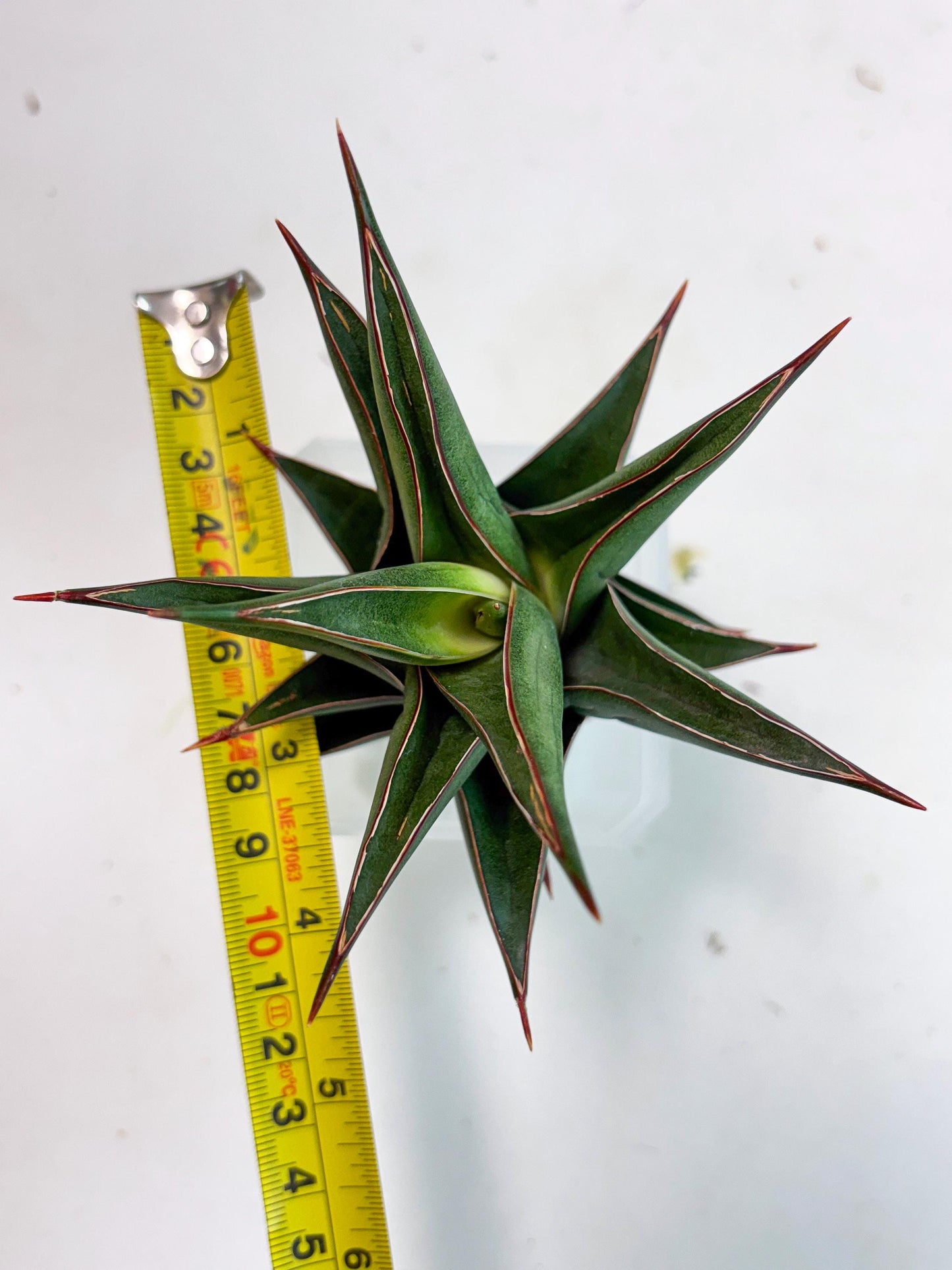 Sansevieria Theodora (ha6) (17) | Rare Collection