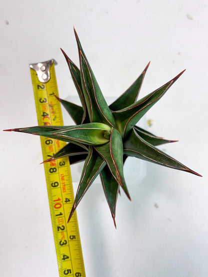 Sansevieria Theodora (ha6) (17) | Rare Collection