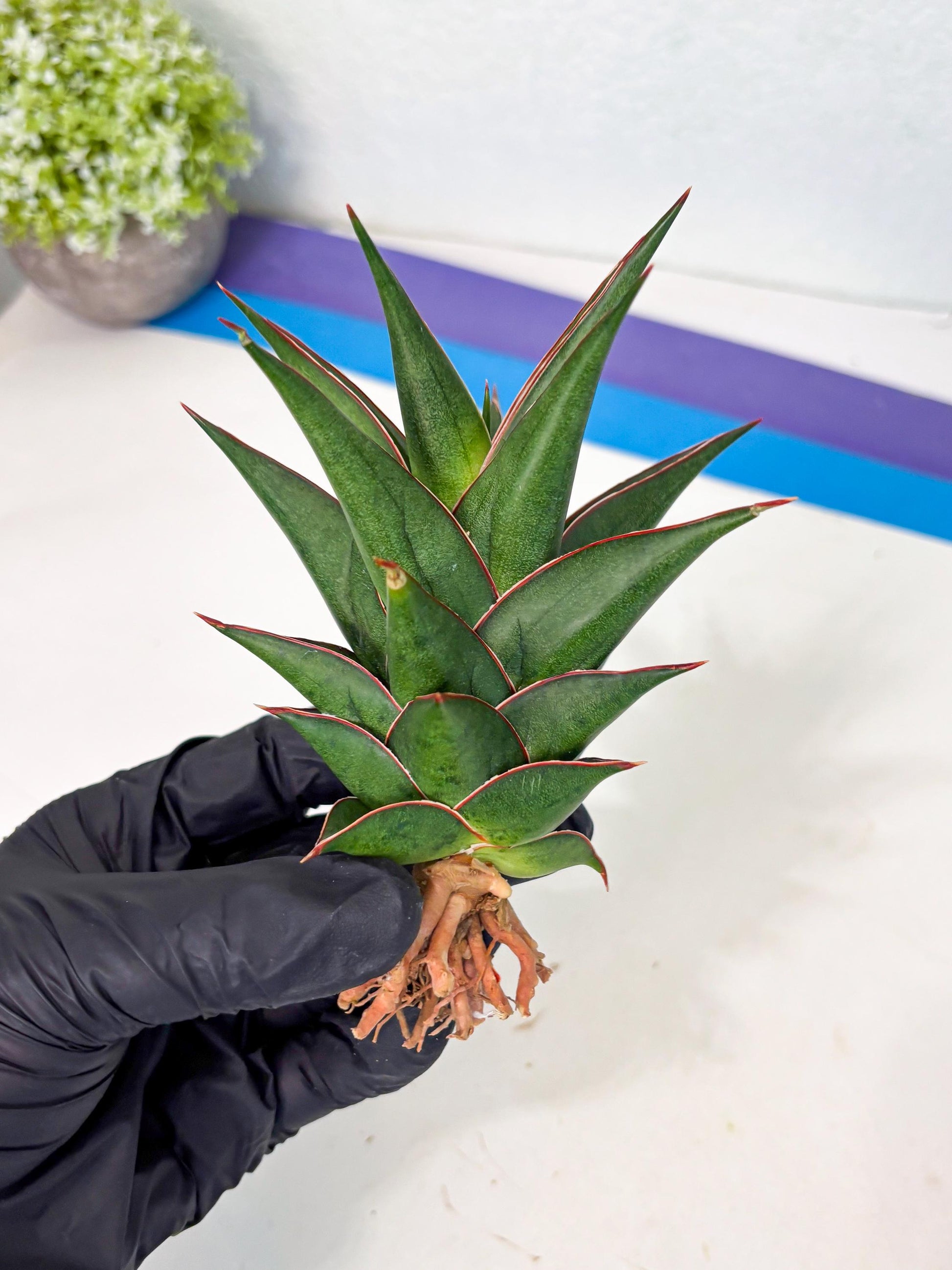 Sansevieria Theodora (ha6) (17) | Rare Collection