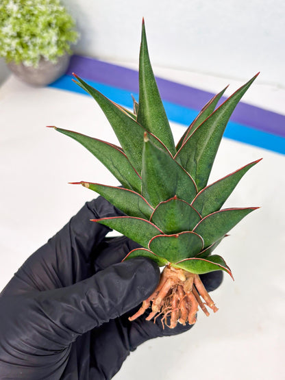 Sansevieria Theodora (ha6) (17) | Rare Collection