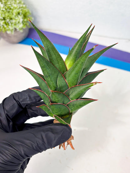 Sansevieria Theodora (ha6) (17) | Rare Collection