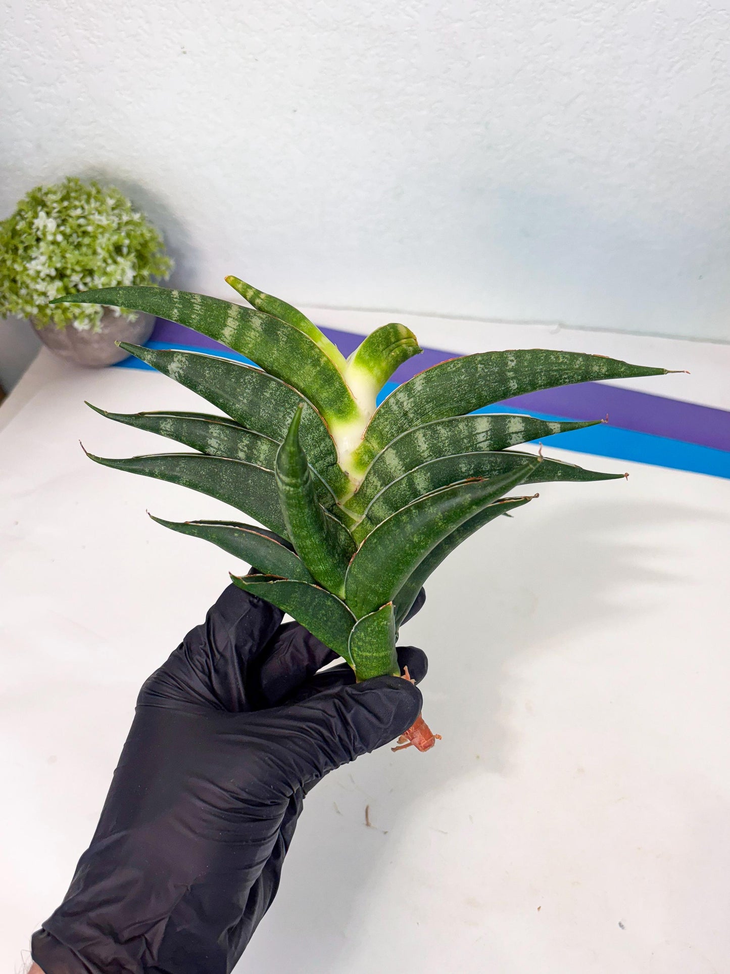 Sansevieria Ariela x Boncel (ha6) (5) | Small DMG