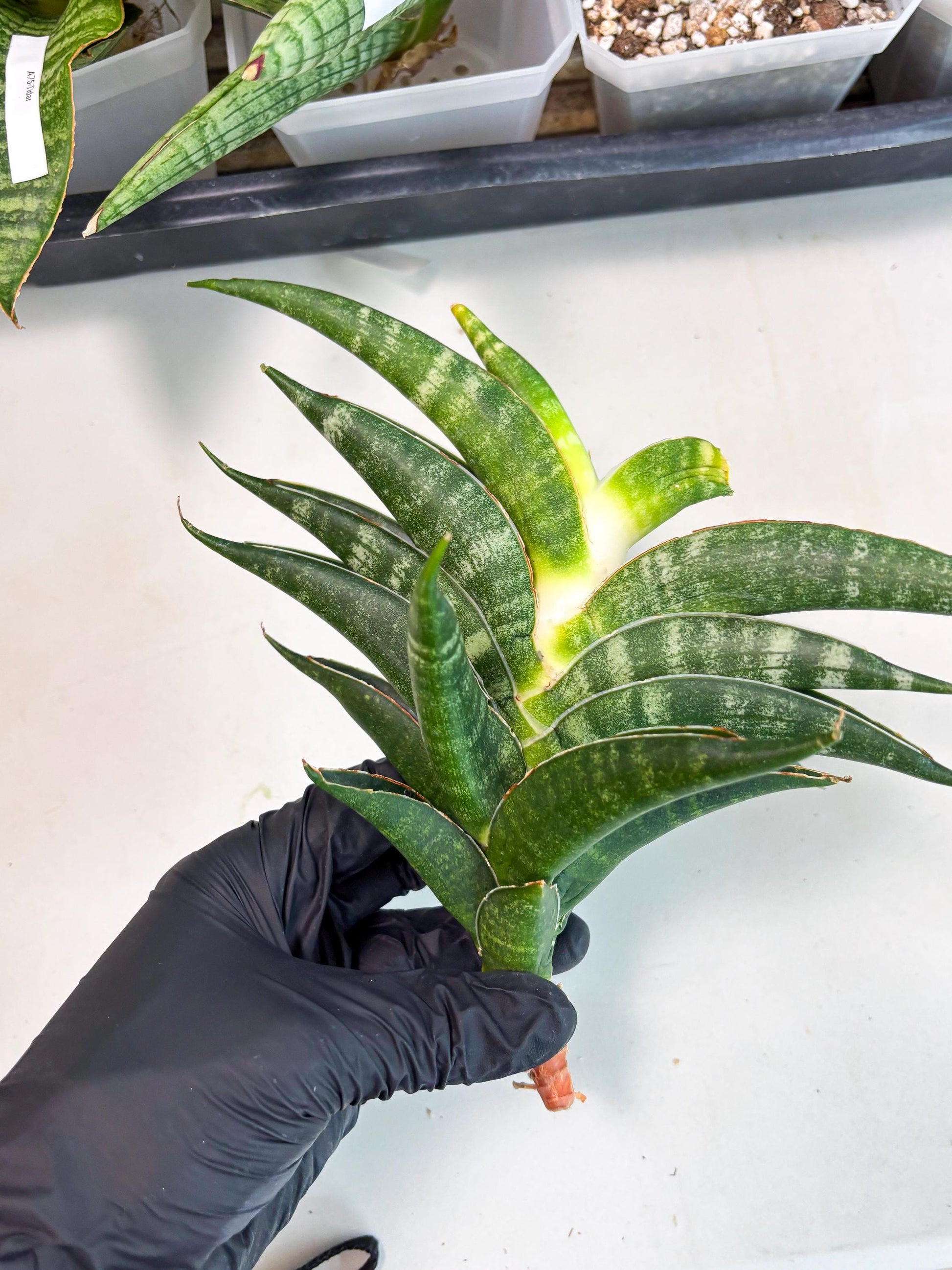 Sansevieria Ariela x Boncel (ha6) (5) | Small DMG