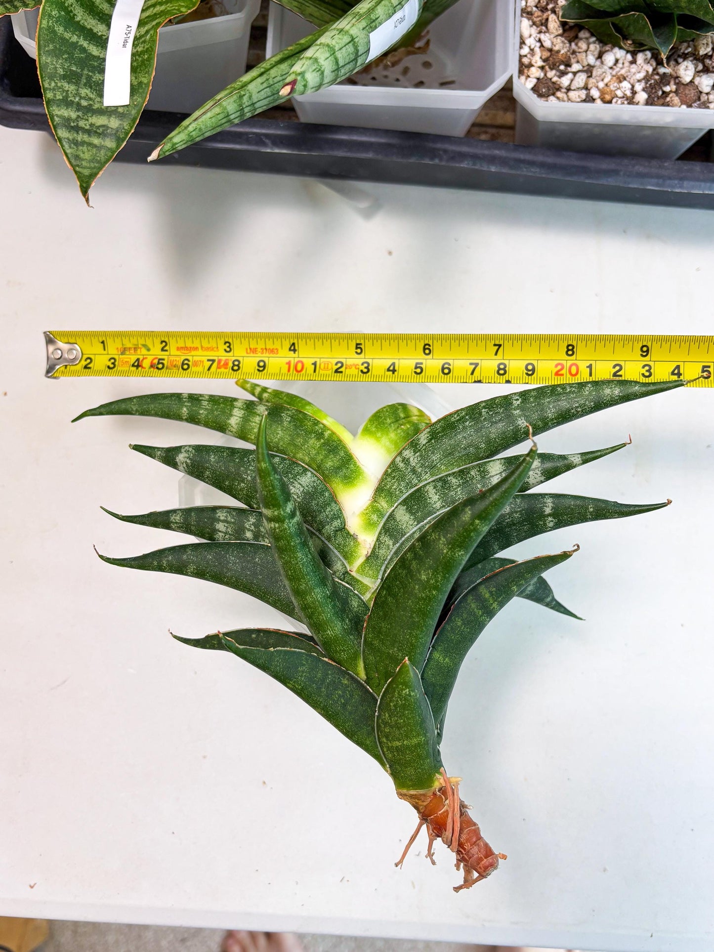 Sansevieria Ariela x Boncel (ha6) (5) | Small DMG