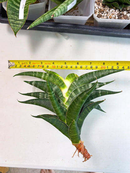 Sansevieria Ariela x Boncel (ha6) (5) | Small DMG