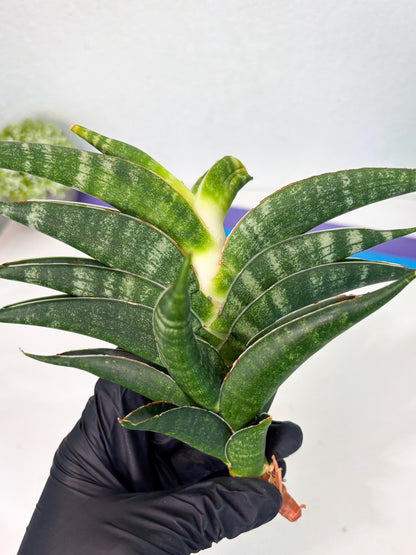 Sansevieria Ariela x Boncel (ha6) (5) | Small DMG
