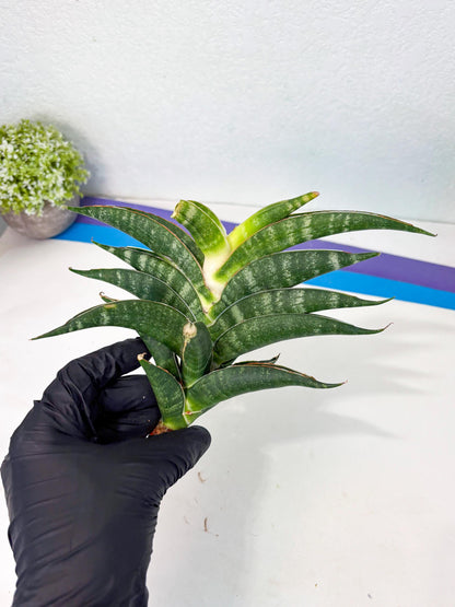 Sansevieria Ariela x Boncel (ha6) (5) | Small DMG