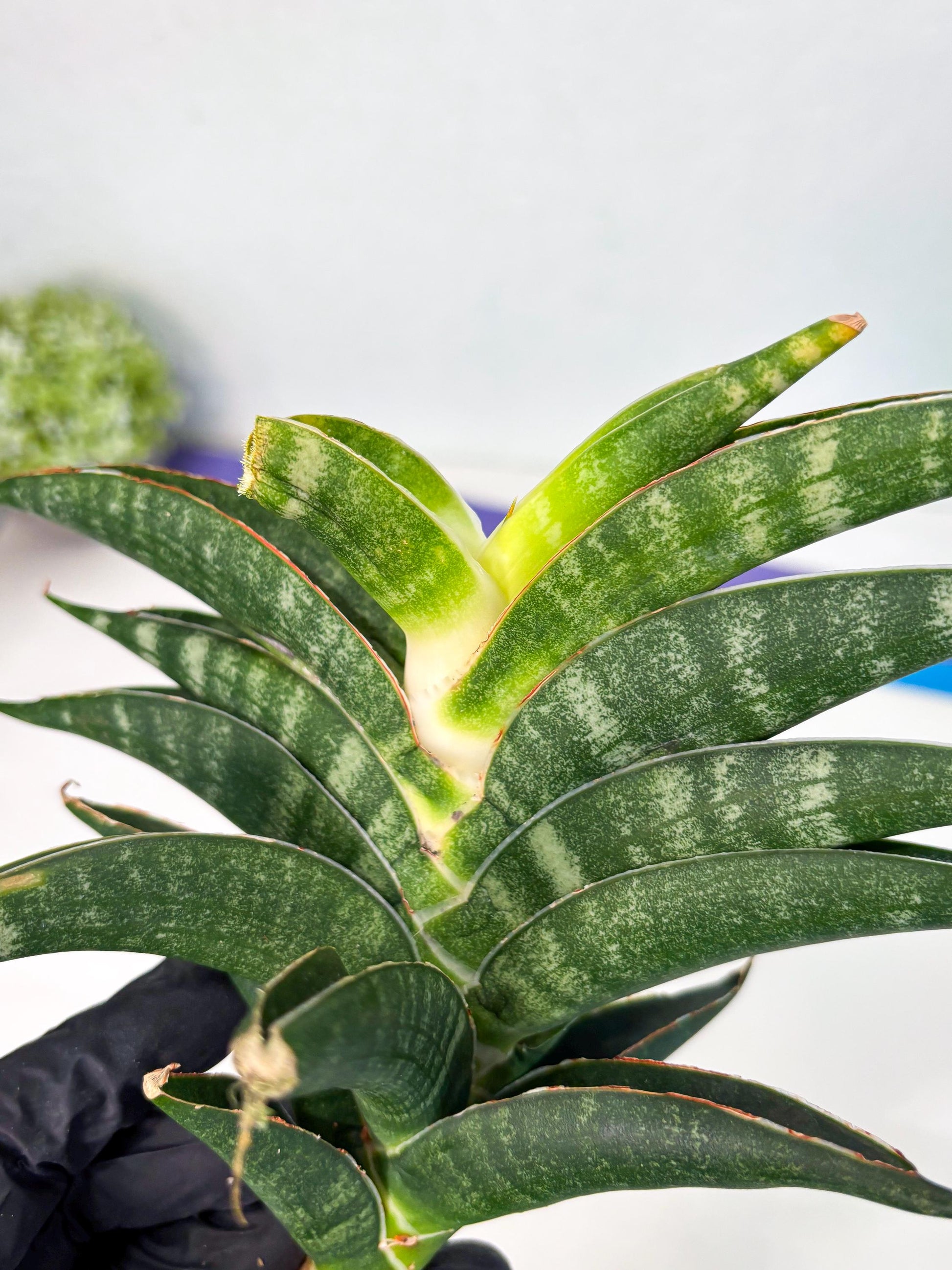 Sansevieria Ariela x Boncel (ha6) (5) | Small DMG