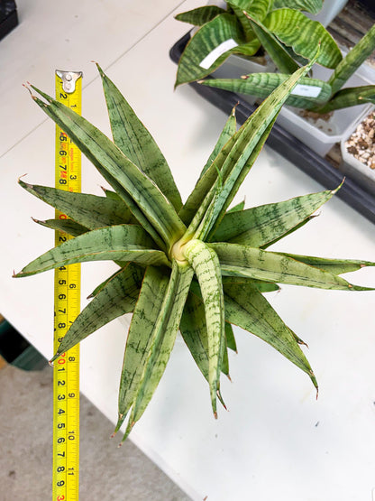 Sansevieria Sadewa (ha6) (8) | Only For Advanced Collectors!