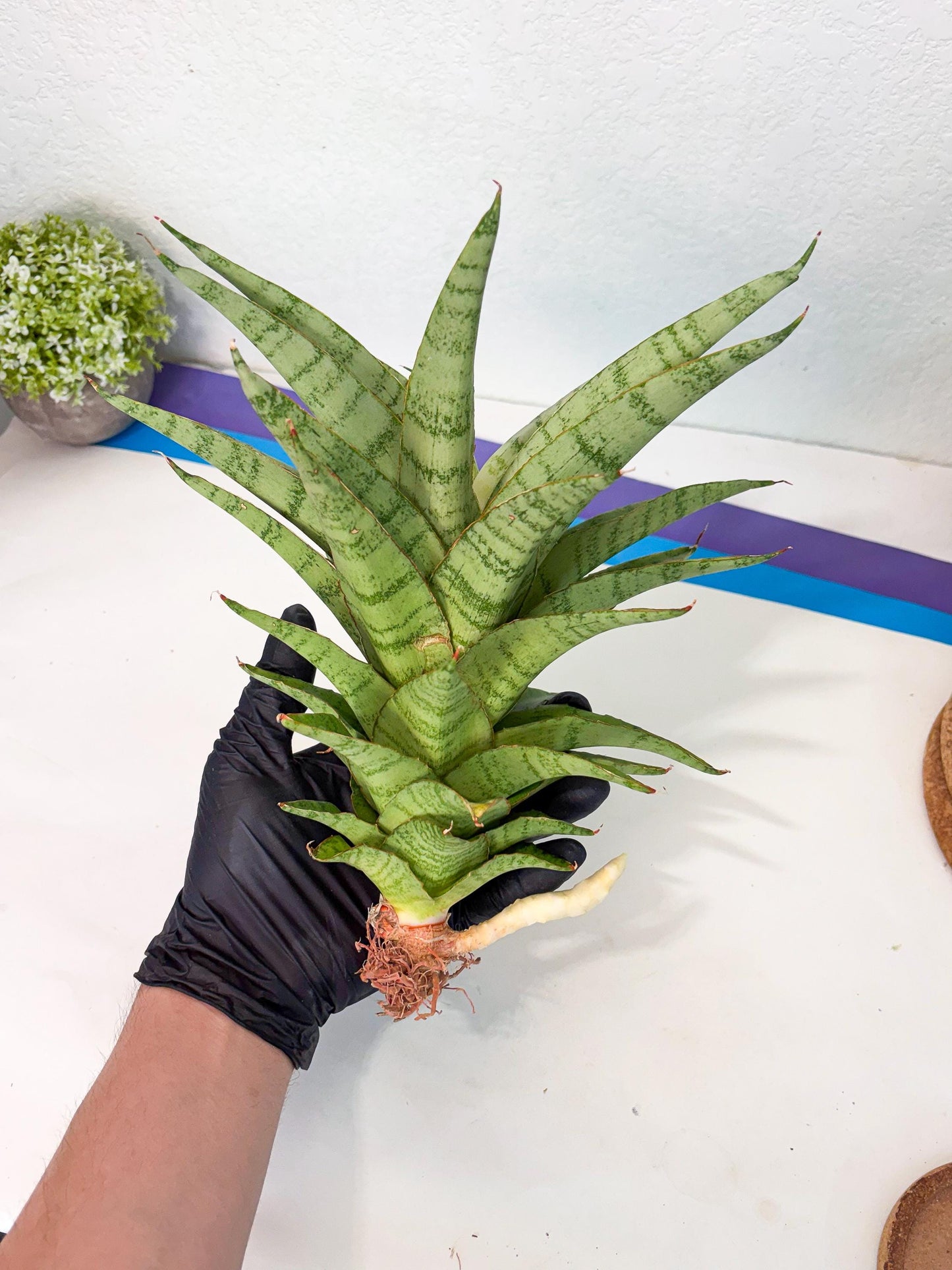 Sansevieria Sadewa (ha6) (8) | Only For Advanced Collectors!