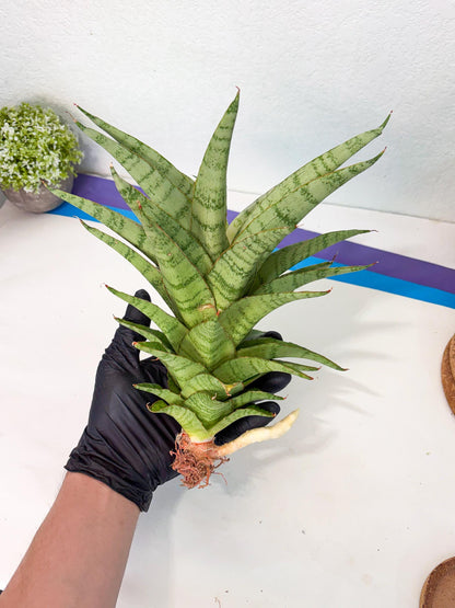 Sansevieria Sadewa (ha6) (8) | Only For Advanced Collectors!