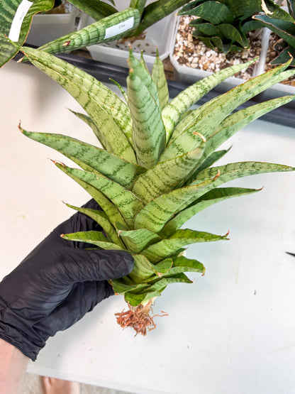 Sansevieria Sadewa (ha6) (8) | Only For Advanced Collectors!