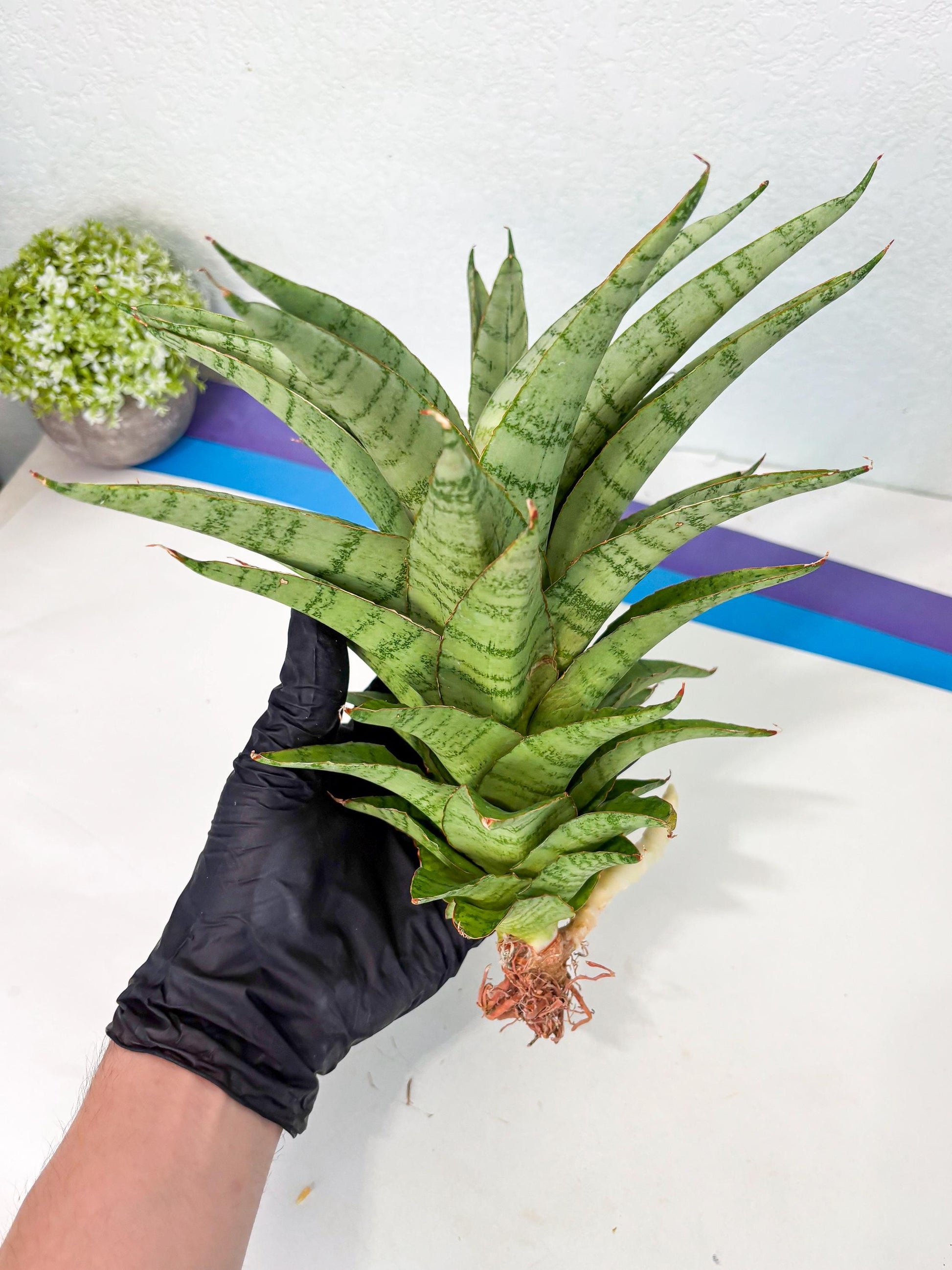 Sansevieria Sadewa (ha6) (8) | Only For Advanced Collectors!