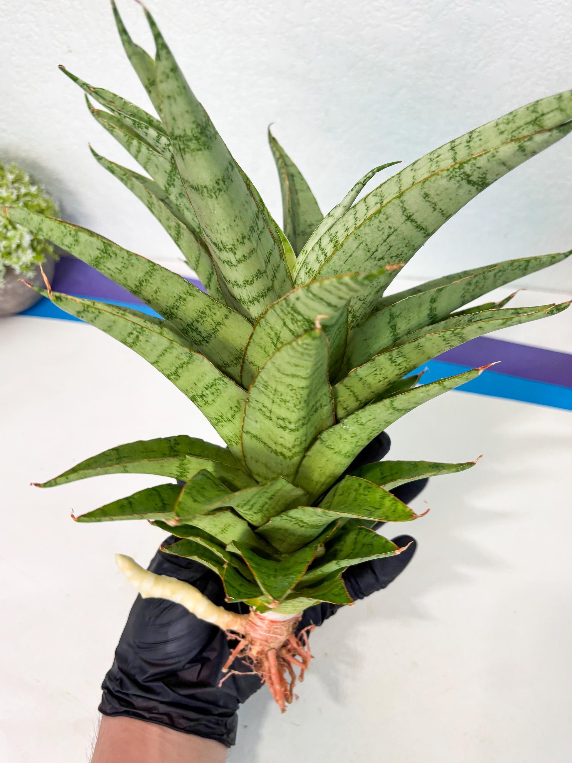 Sansevieria Sadewa (ha6) (8) | Only For Advanced Collectors!