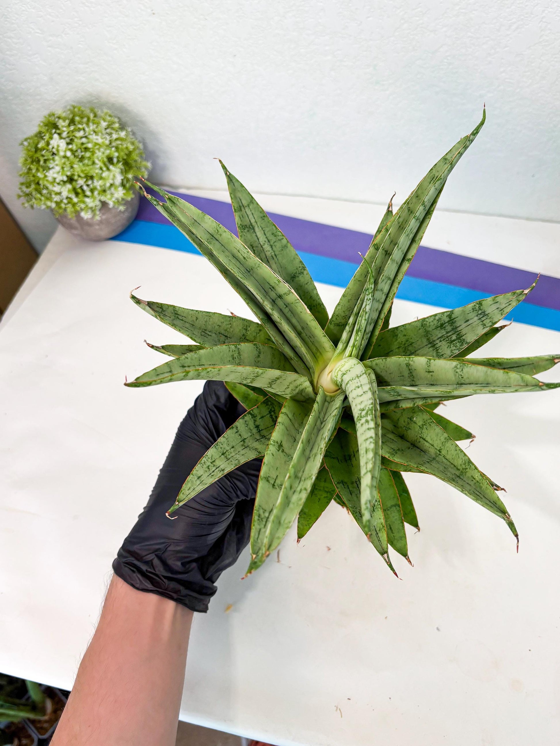 Sansevieria Sadewa (ha6) (8) | Only For Advanced Collectors!