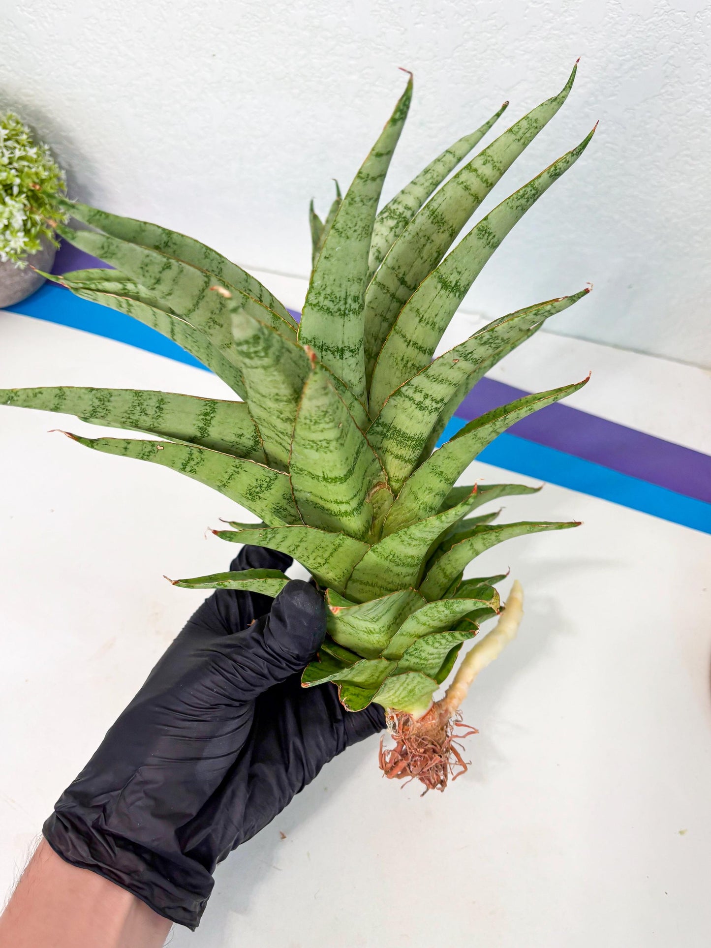 Sansevieria Sadewa (ha6) (8) | Only For Advanced Collectors!