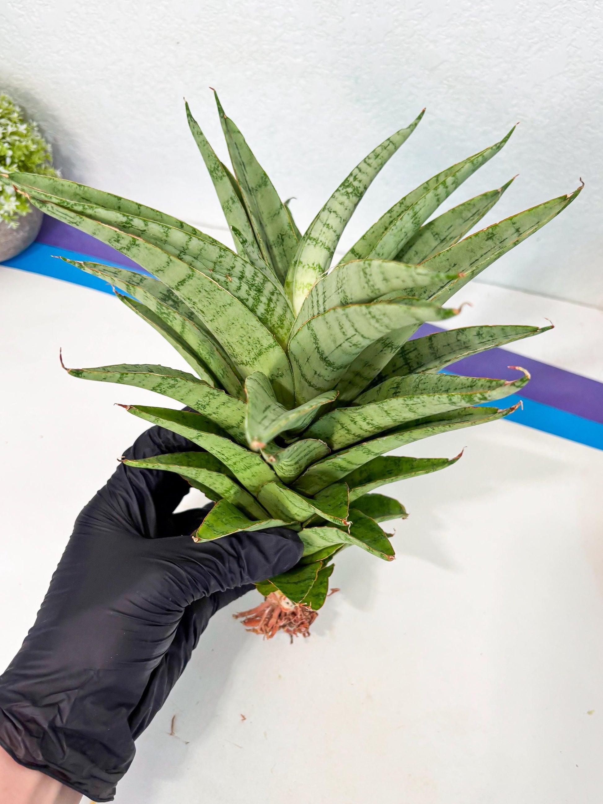 Sansevieria Sadewa (ha6) (8) | Only For Advanced Collectors!