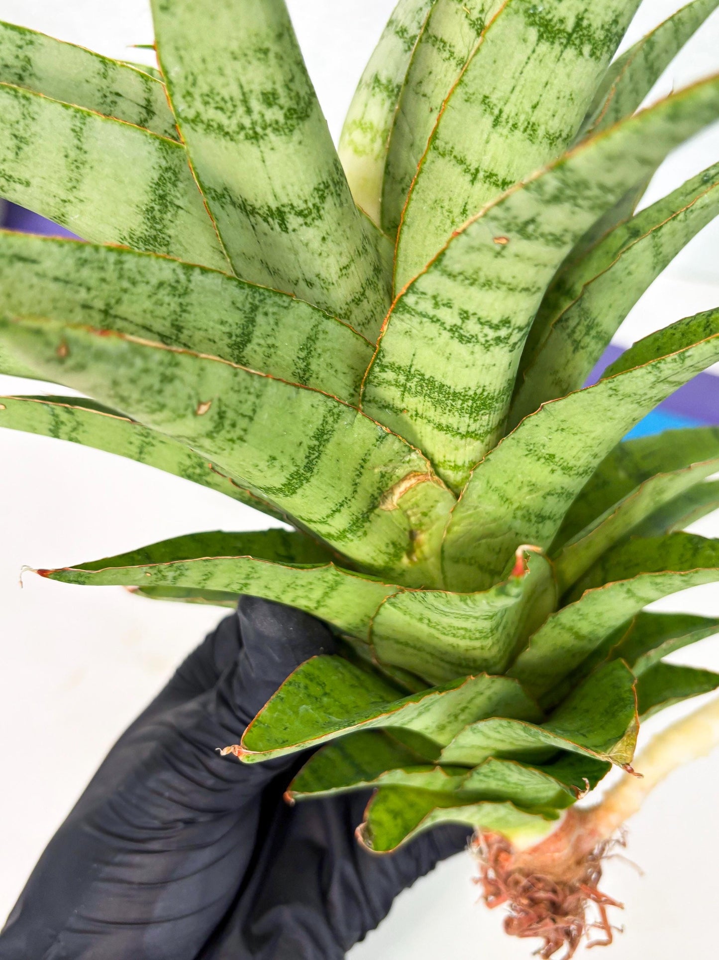 Sansevieria Sadewa (ha6) (8) | Only For Advanced Collectors!