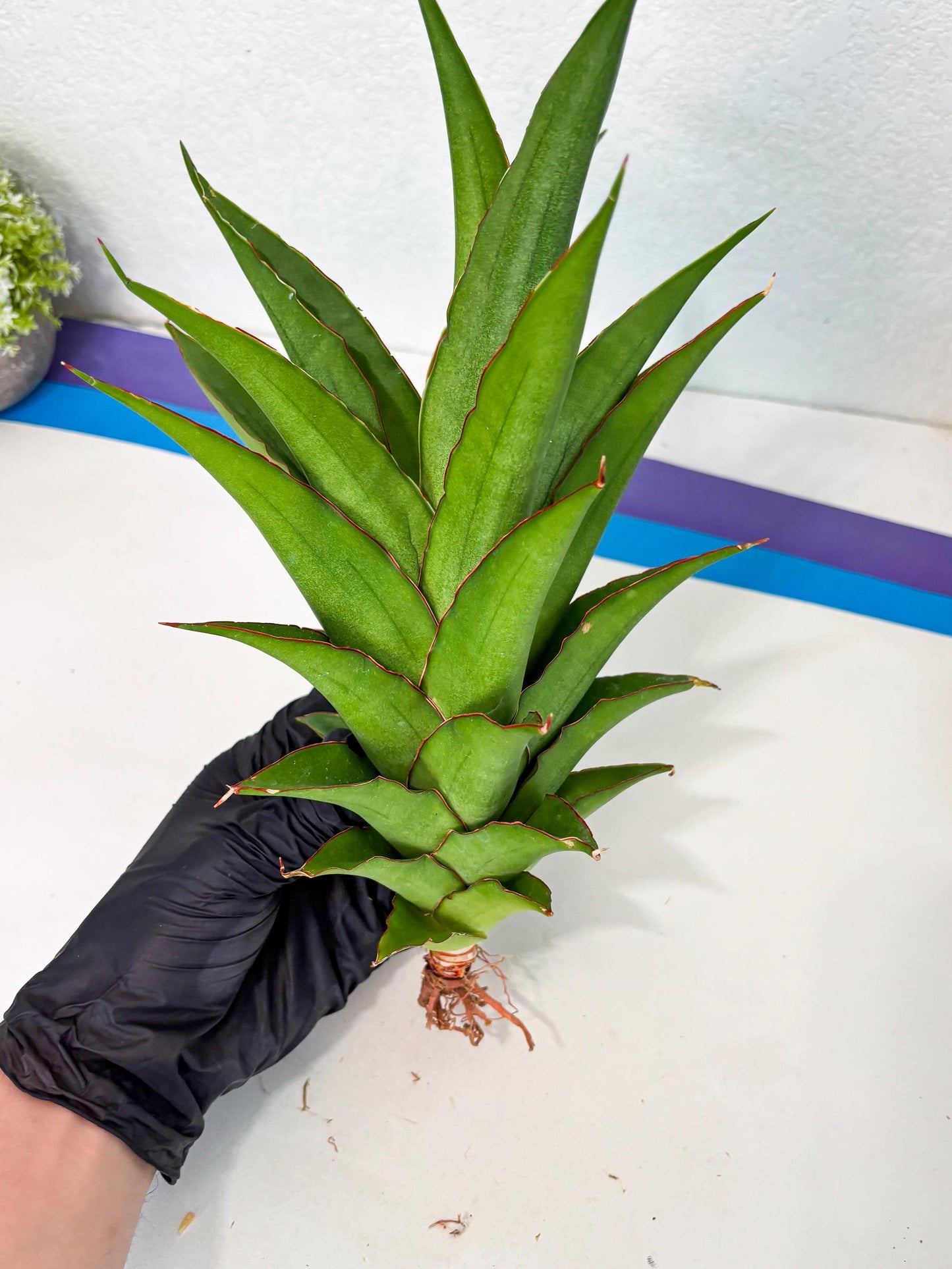 Sansevieria Puyek (ha6) (9) | Only For Advanced Collectors!
