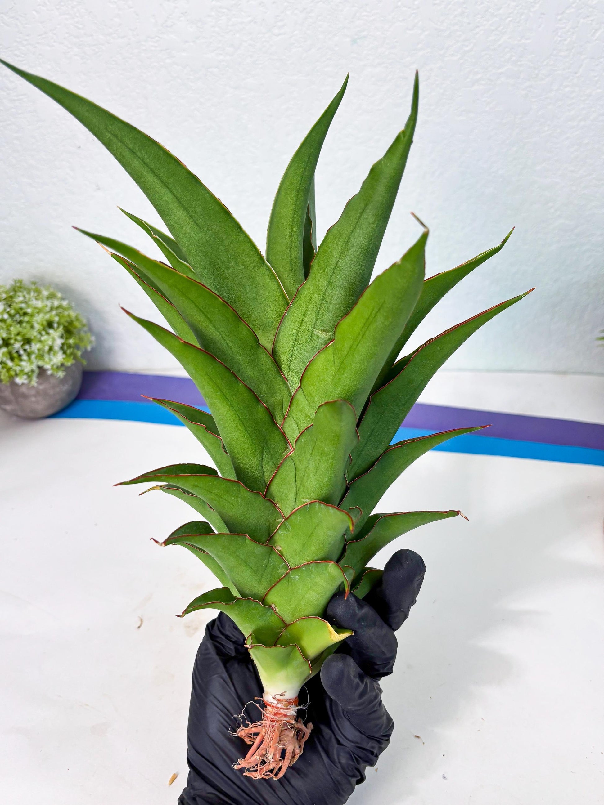 Sansevieria Puyek (ha6) (9) | Only For Advanced Collectors!