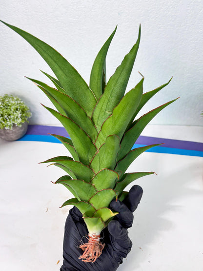 Sansevieria Puyek (ha6) (9) | Only For Advanced Collectors!