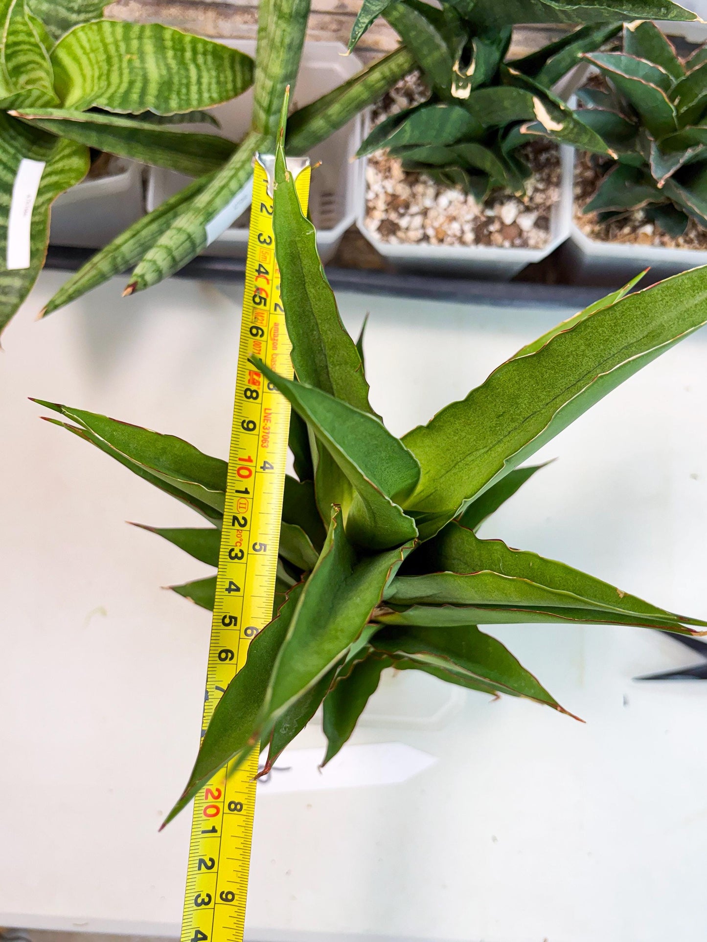 Sansevieria Puyek (ha6) (9) | Only For Advanced Collectors!