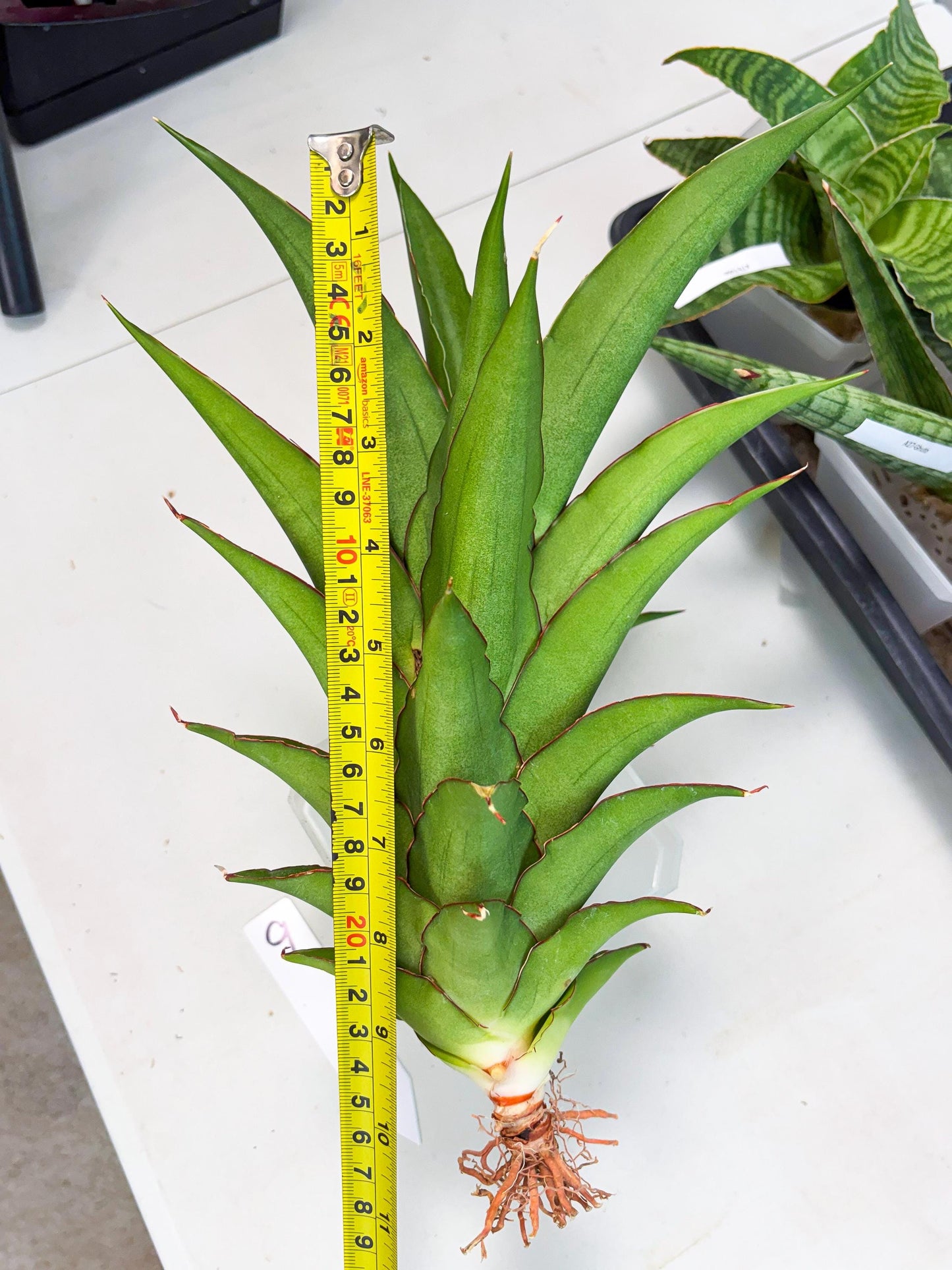 Sansevieria Puyek (ha6) (9) | Only For Advanced Collectors!