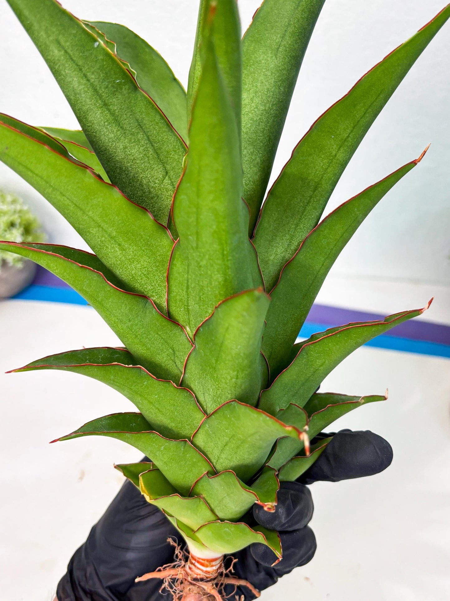 Sansevieria Puyek (ha6) (9) | Only For Advanced Collectors!