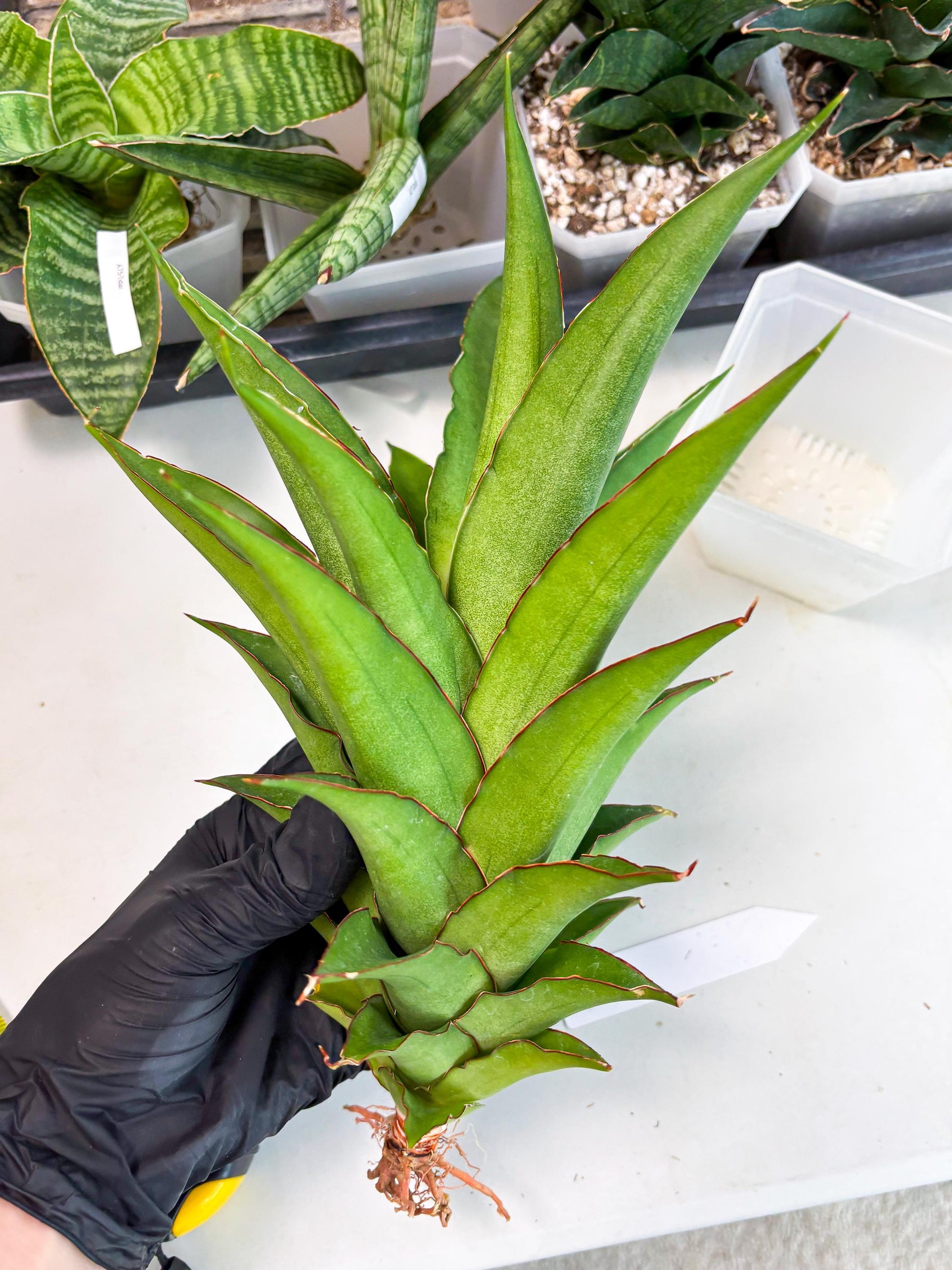 Sansevieria Puyek (ha6) (9) | Only For Advanced Collectors!