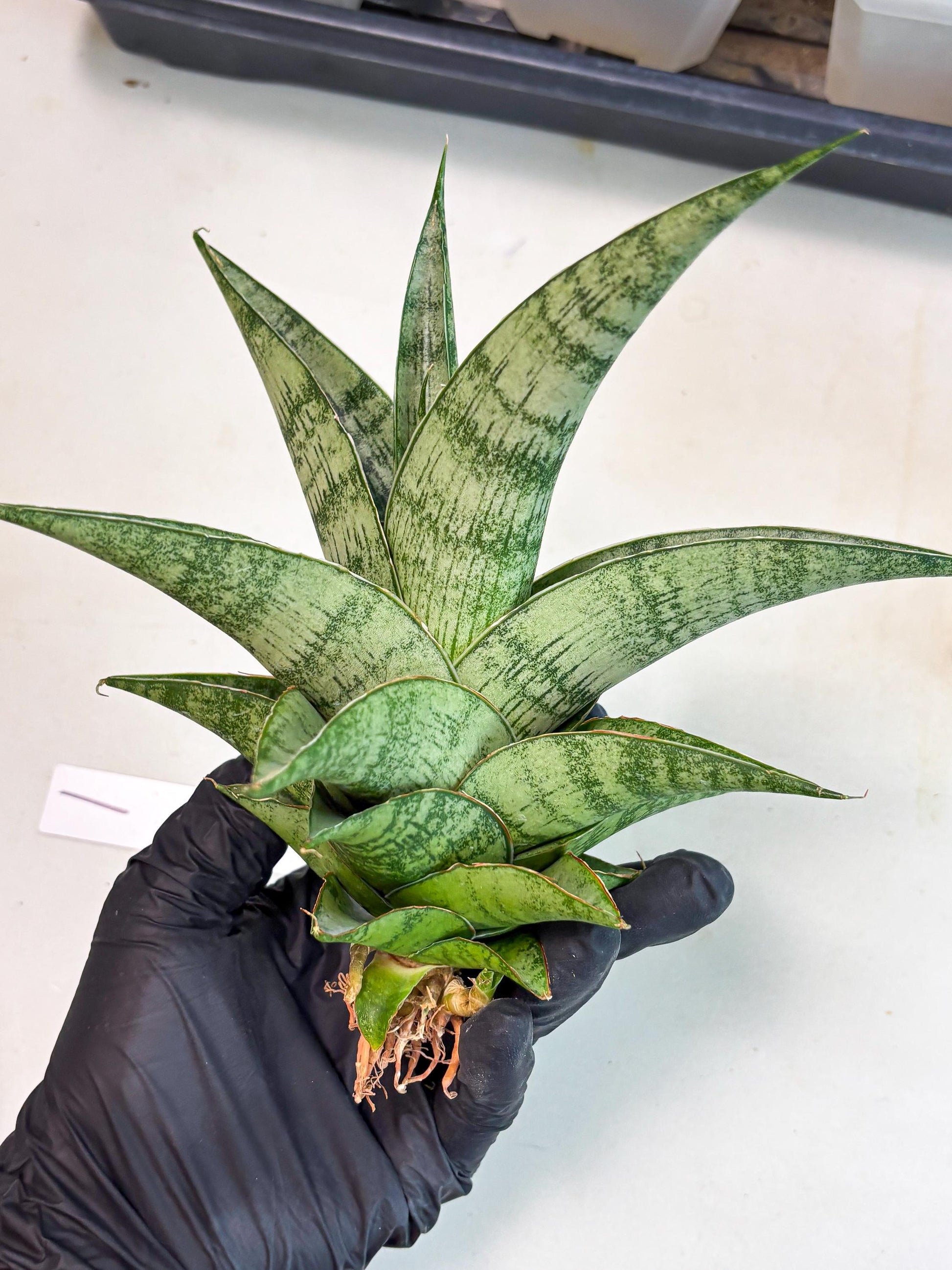 Sansevieria Zahk (ha7) (1) | Only For Advanced Collectors!