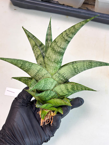 Sansevieria Zahk (ha7) (1) | Only For Advanced Collectors!