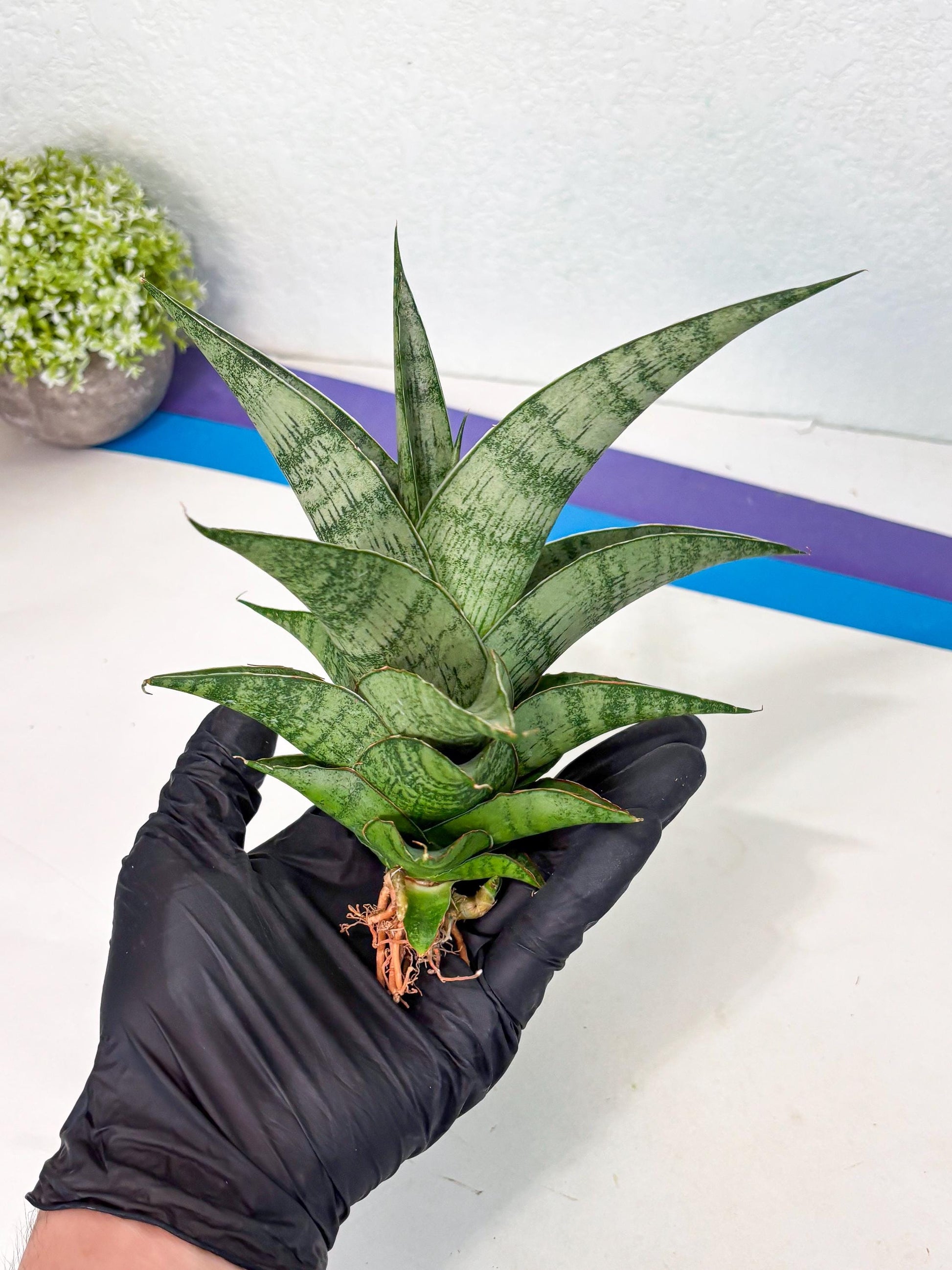 Sansevieria Zahk (ha7) (1) | Only For Advanced Collectors!