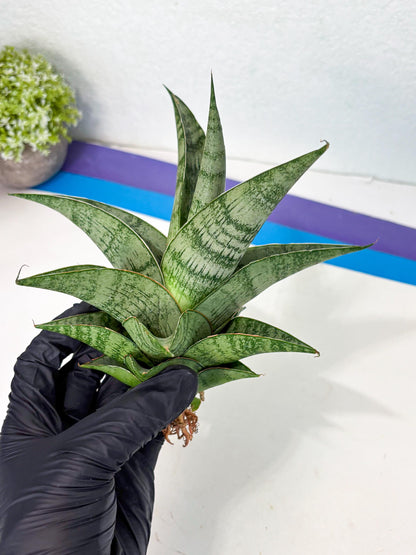 Sansevieria Zahk (ha7) (1) | Only For Advanced Collectors!