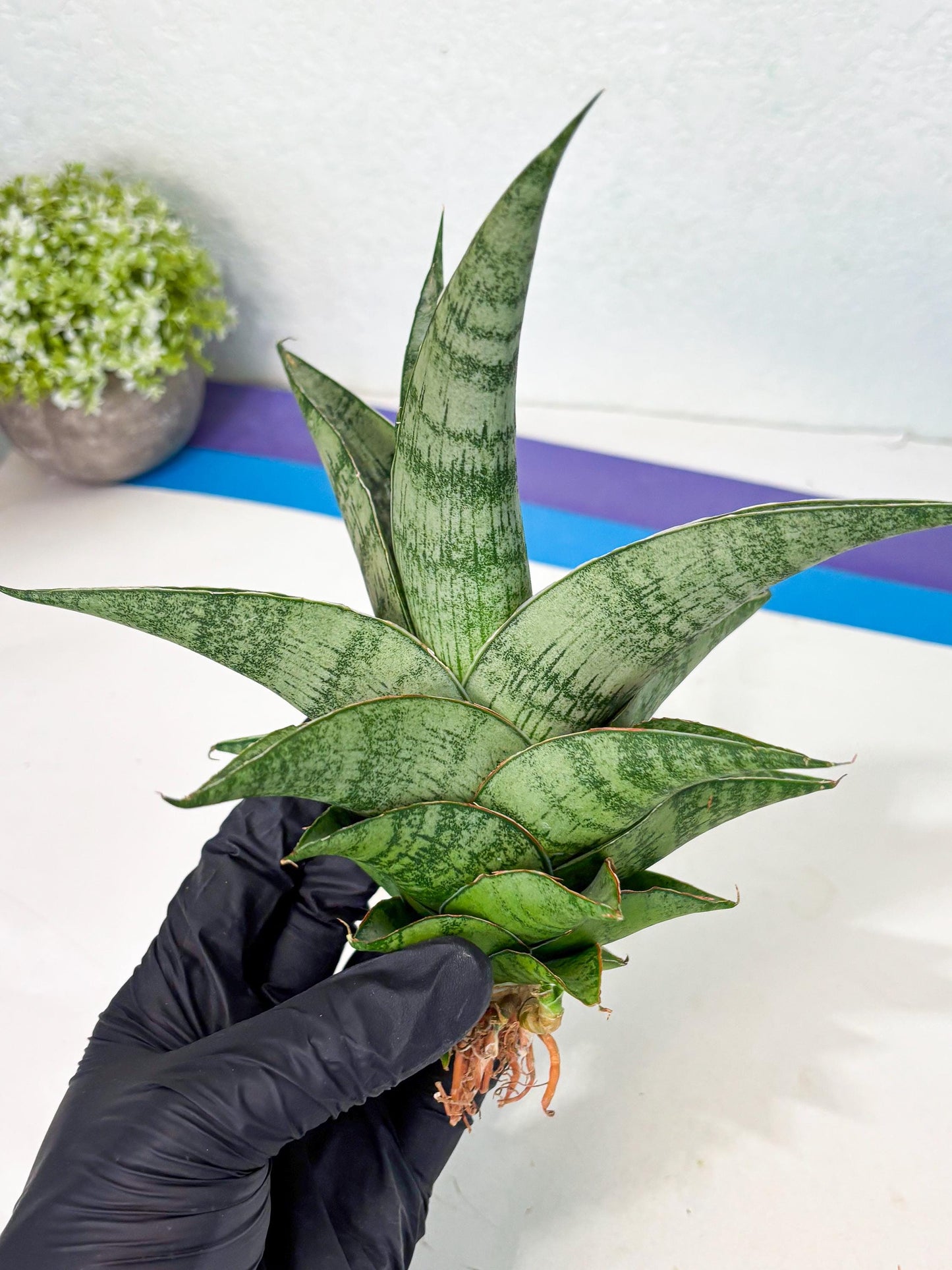 Sansevieria Zahk (ha7) (1) | Only For Advanced Collectors!