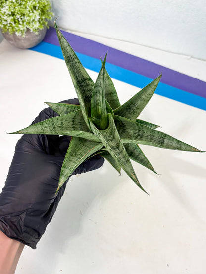 Sansevieria Zahk (ha7) (1) | Only For Advanced Collectors!